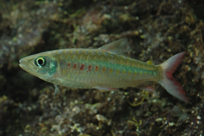 Chalceus macrolepidotus Characidae