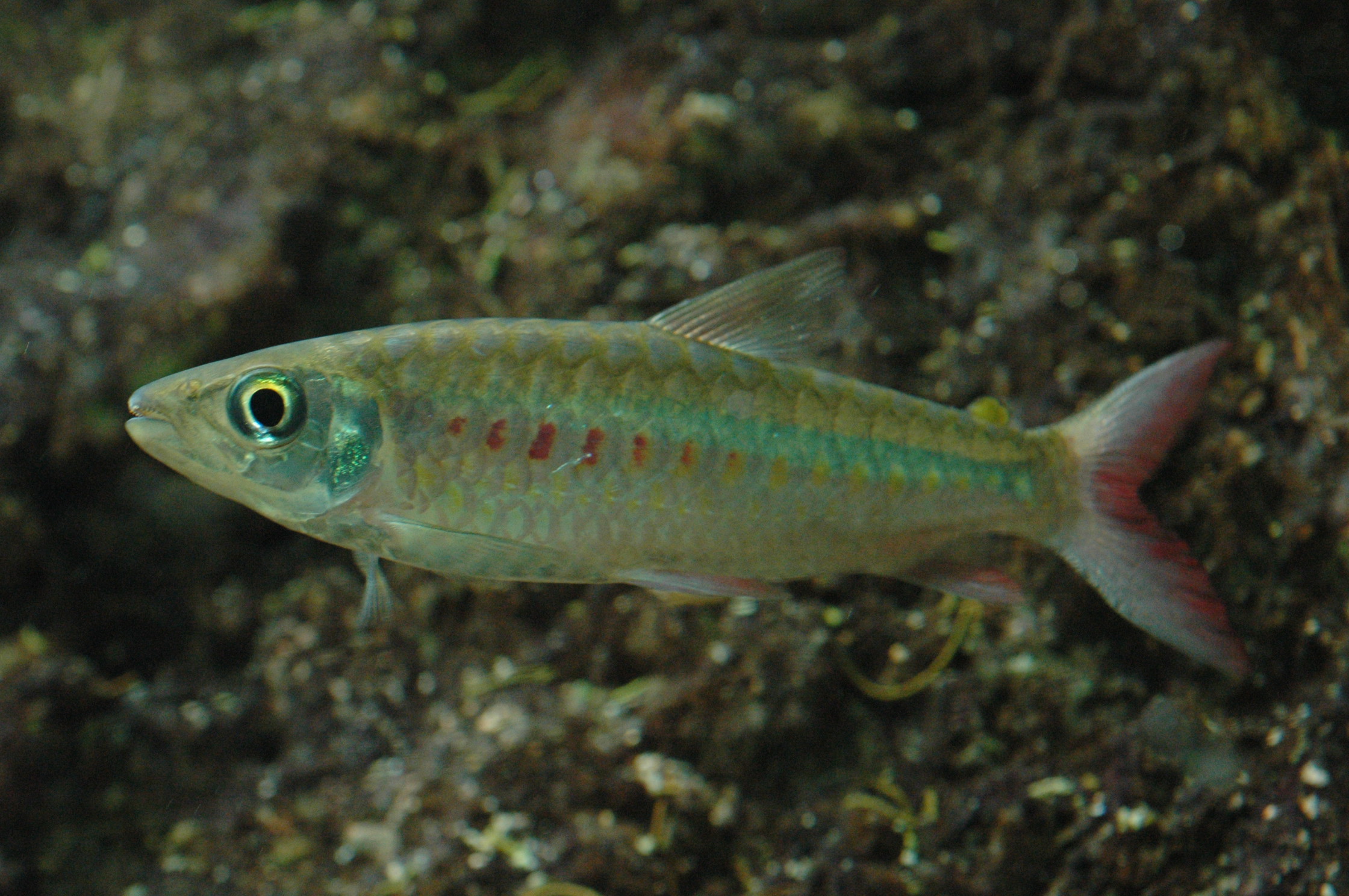 Chalceus macrolepidotus