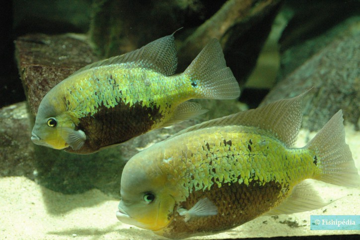 Cincelichthys pearsei