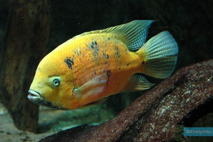 Cincelichthys bocourti