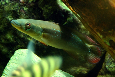Crenicichla multispinosa Cichlidae