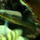 picture of Crenicichla multispinosa