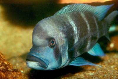 Cyphotilapia sp. North Cichlidae