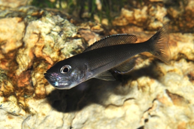 Cypri. sp. jumbo brillant Cichlidae