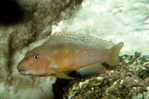 Spathodus marlieri