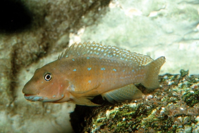 Spathodus marlieri Cichlidae