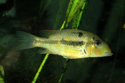 Geophagus crassilabris Cichlidae