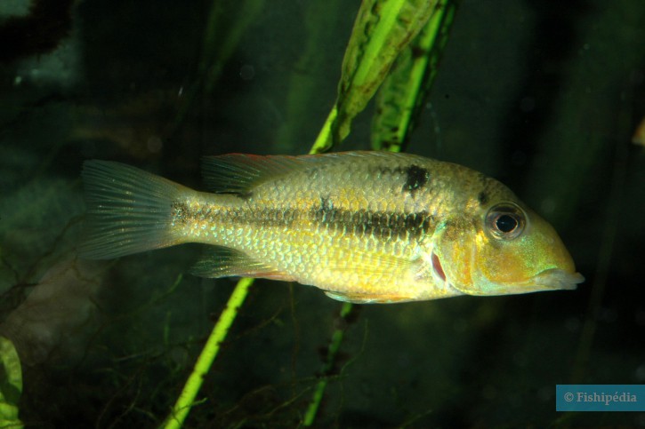 Geophagus crassilabris