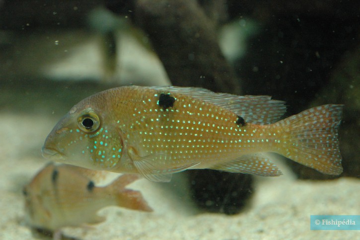 Geophagus harreri