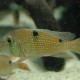 picture of Geophagus harreri