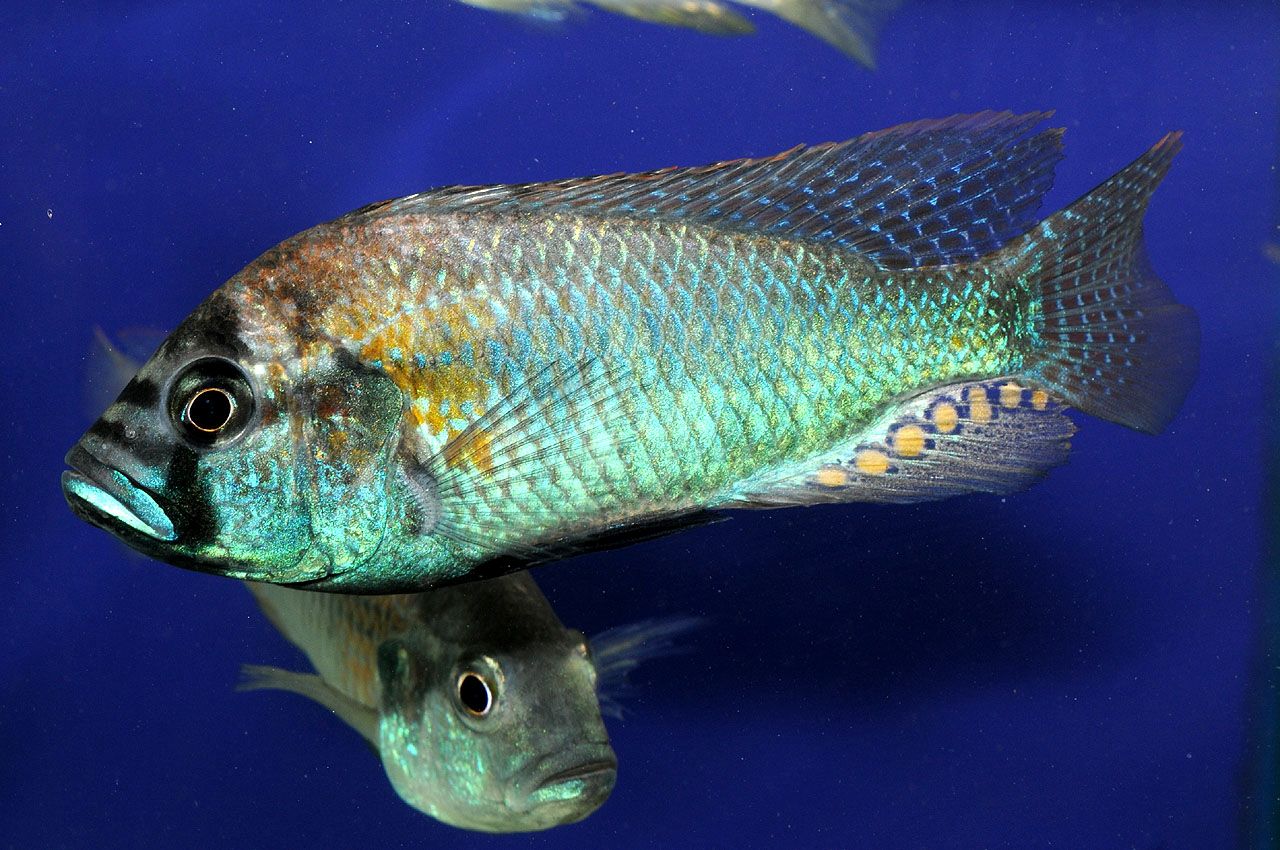 Astatotilapia burtoni