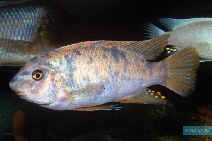 Labeotropheus fuelleborni