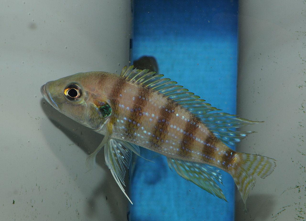 Greenwoodochromis christyi