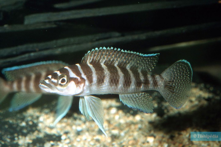 Neolamprologus cylindricus