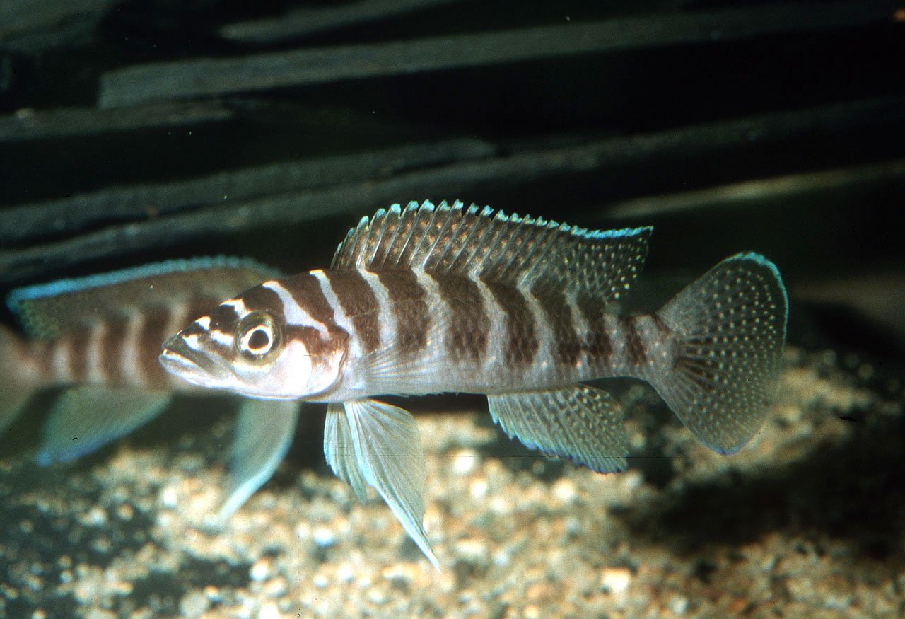 Neolamprologus cylindricus