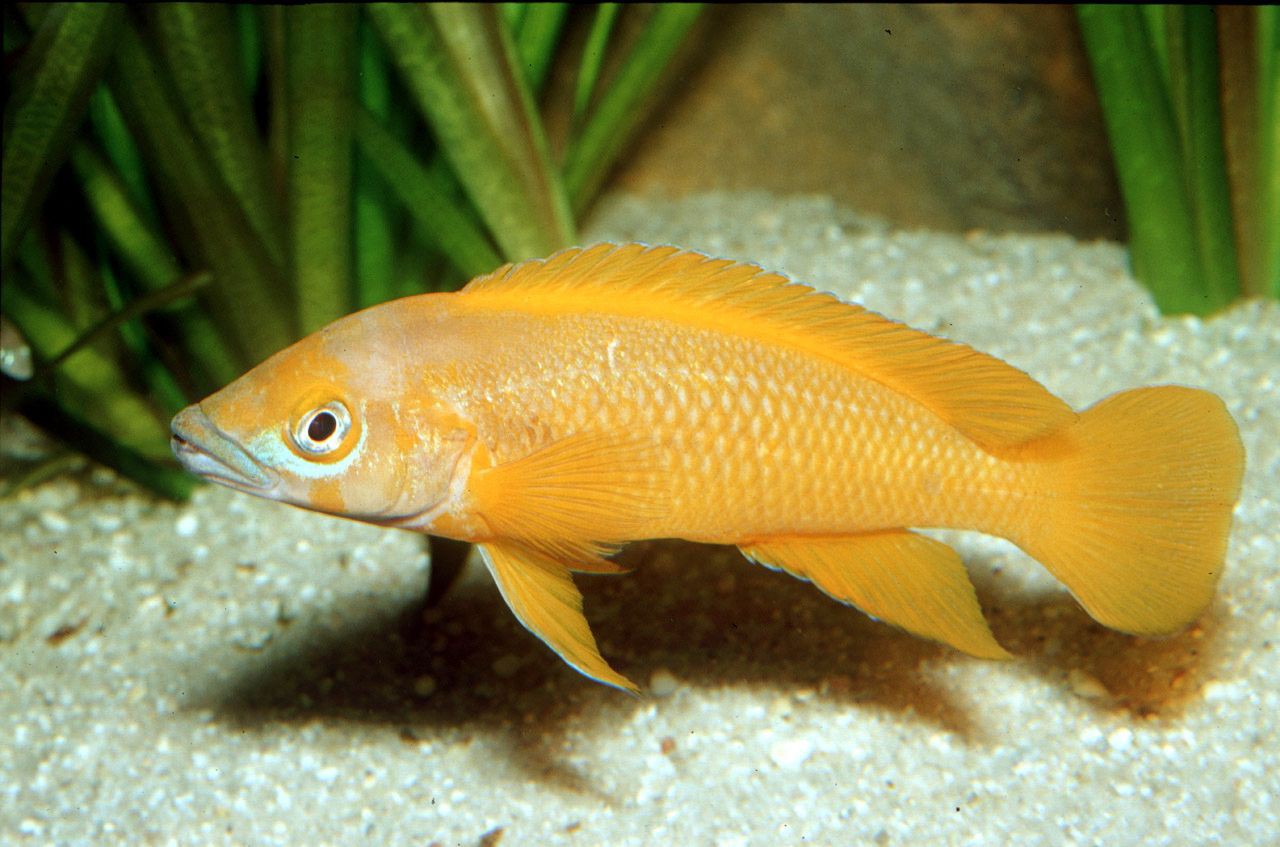 Neolamprologus leleupi