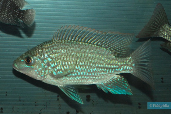 Oreochromis tanganicae