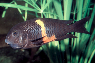 Tropheus sp. Black Pemba Cichlidae