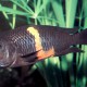 picture of Tropheus sp. Black Pemba