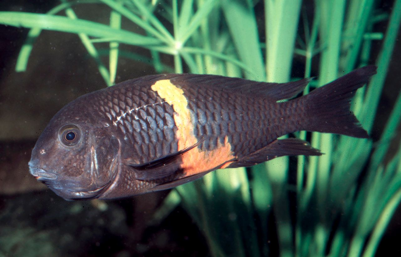 Tropheus sp. Black Pemba