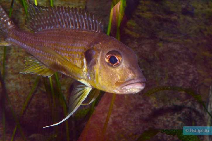 Limnochromis abeelei