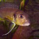 picture of Limnochromis abeelei