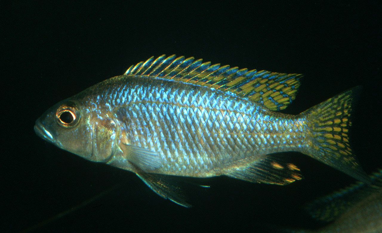 Sciaenochromis ahli