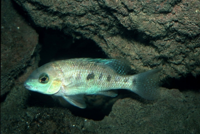 Rheoheros coeruleus Cichlidae