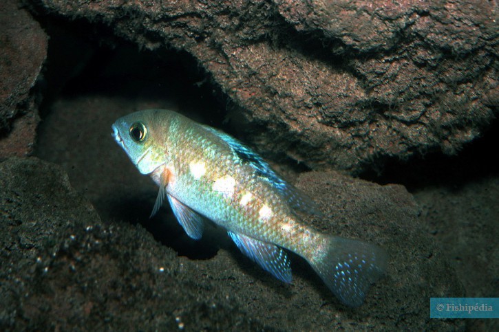 Rheoheros coeruleus