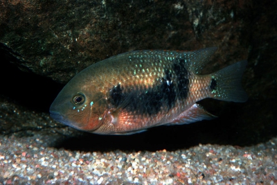 Chuco godmanni Cichlidae