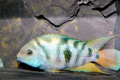 Amatitlania sp. Honduran Cichlidae