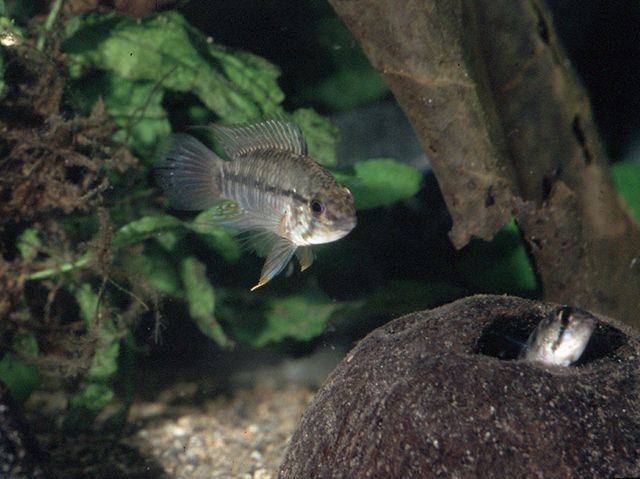 Apistogramma urteagai