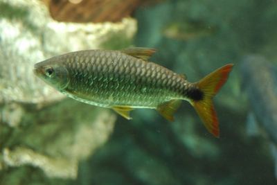 Brycinus affinis Alestidae