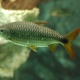 picture of Brycinus affinis