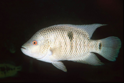Mayaheros beani Cichlidae