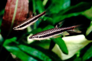 Copella nigrofasciata