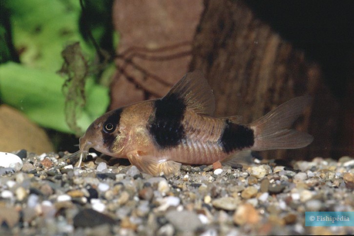 Corydoras weitzmani