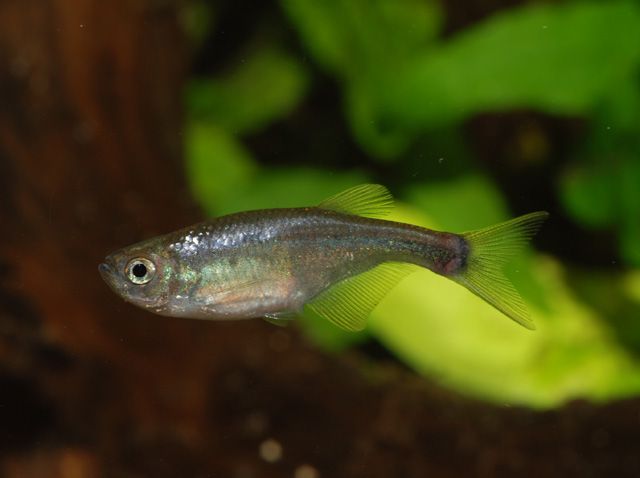 Corynopoma riisei