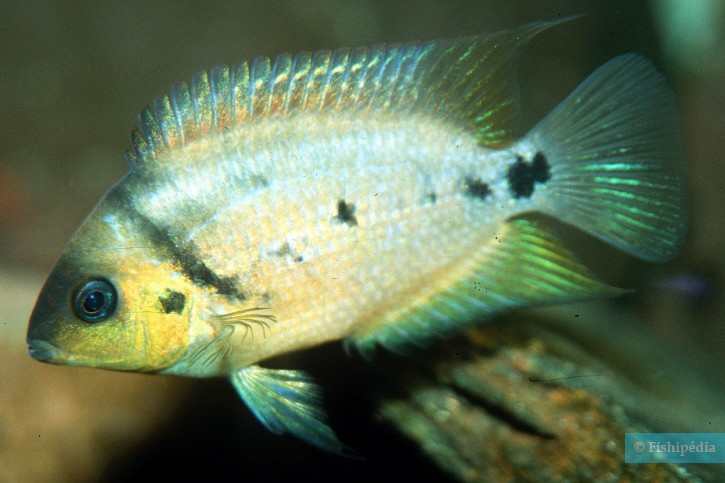 Amatitlania altoflava