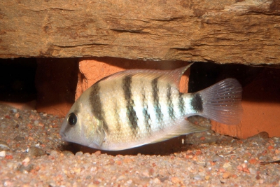 Cryptoheros cutteri Cichlidae