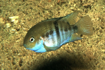 Amatitlania sajica Cichlidae