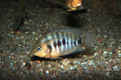 Amatitlania septemfasciata Cichlidae