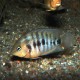 picture of Amatitlania septemfasciata