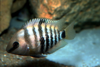 Cryptoheros spilurus Cichlidae