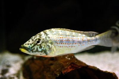 Ctenochromis horei Cichlidae