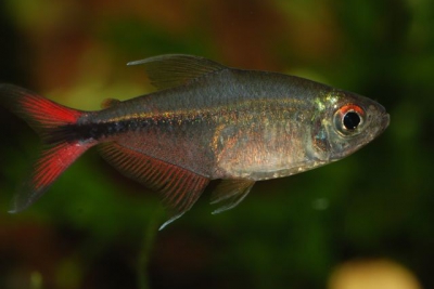 Hemigrammus filamentosus Characidae