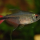 picture of Hemigrammus filamentosus