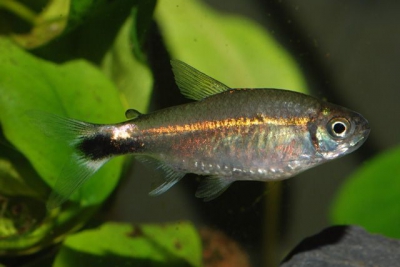 Hemigrammus hyanuary Characidae