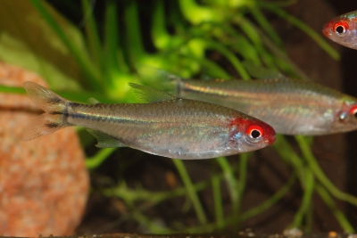 Hemigrammus rhodostomus Characidae