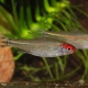 picture of Hemigrammus rhodostomus